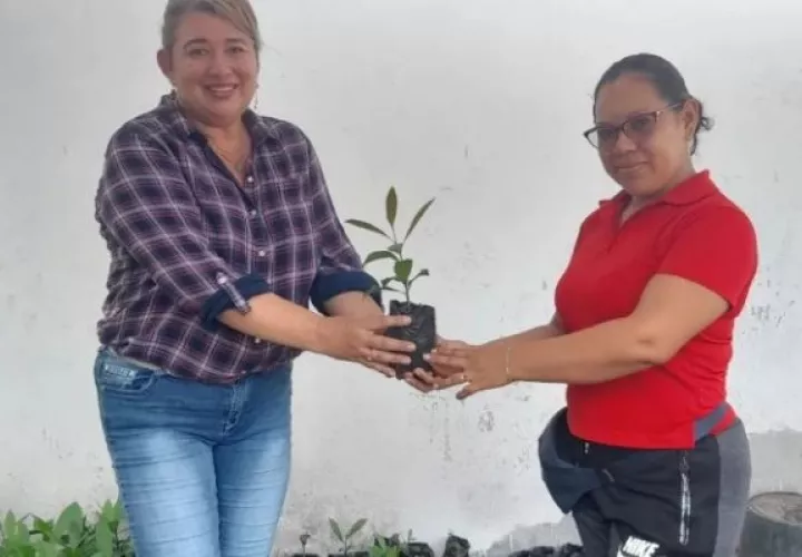Proyecto recuperación del marañón del Centro Educativo Bilingüe Rafael Maduro G. de Chame. Foto: Cortesía