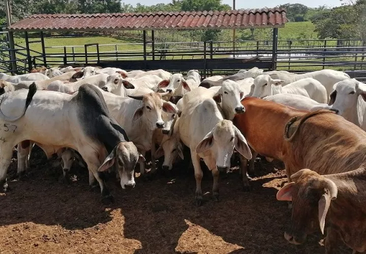 Aún está por confirmar por laboratorio la muerte de otros cinco animales a causa de rabia paralitica bovina. Foto: Eric A. Montenegro