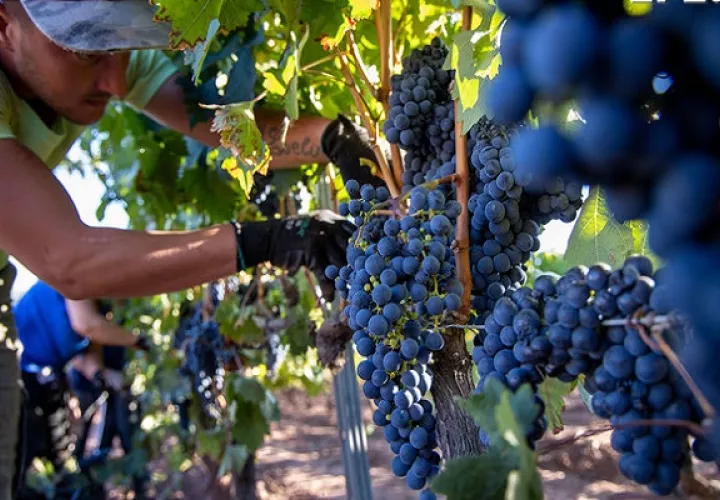 Las altas temperaturas pueden incidir en una mayor graduación alcohólica de los vinos. Foto: EFE