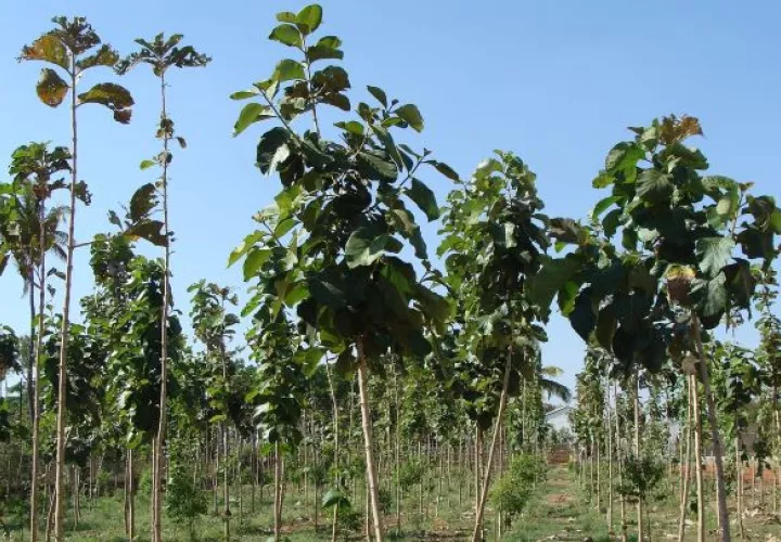 Los programas de reforestación deben ser efectivos en la captura de carbono, financieramente viables y socialmente sostenibles. 