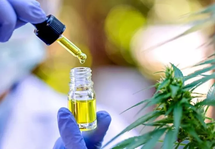 Panamá escoge empresas que fabricarán derivados del cannabis medicinal. Foto: Archivos