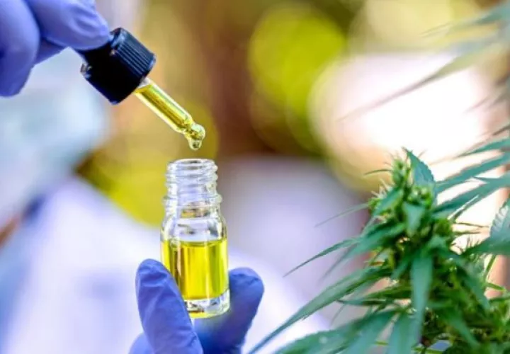 Cannabis medicinal. Foto: Cortesía Minsa