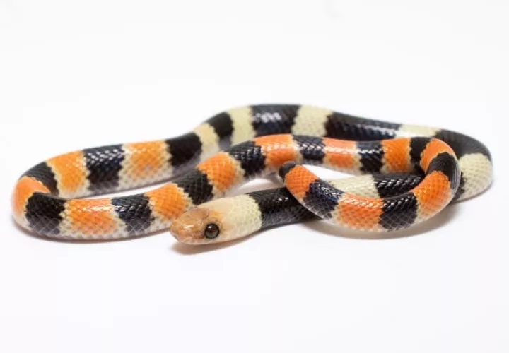 Ejemplar juvenil  de la serpiente Oxyrhopus occipitalis, captado por investigadores en Cana, Darién. Foto: Cortesía/Marcos Ponce