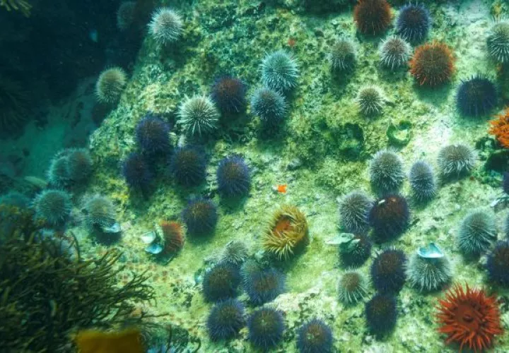 La inducción de la metamorfosis causada por petróleo ocurría en larvas de erizos de mar (equinodermos). Foto: EFE