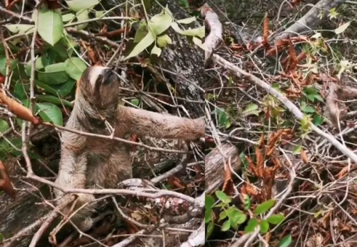 Un perezoso  rescatado en medio del desarrollo de un proyecto.  Foto: Cortesía
