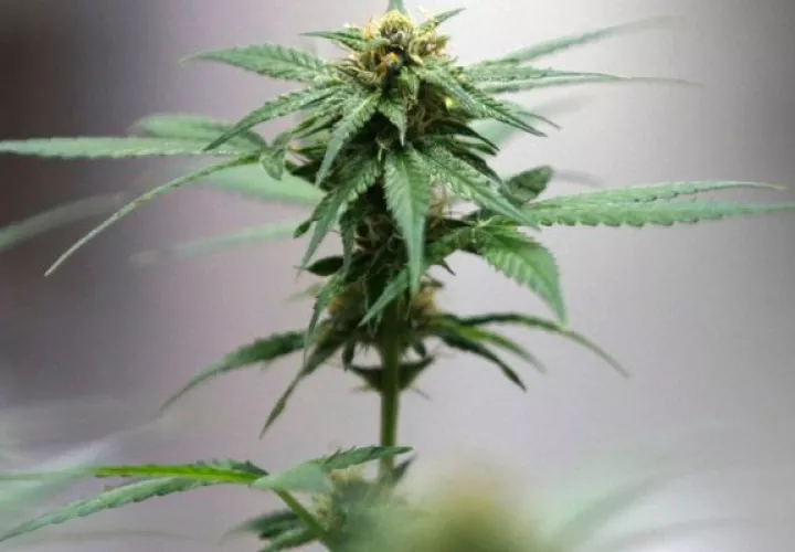 Tailandia ultima una reforma legal para terminar con el consumo recreativo de la marihuana. Foto: EFE