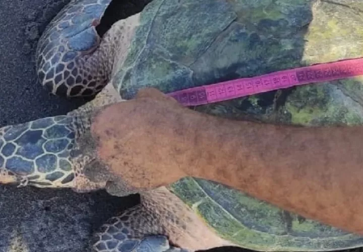 El llamativo caparazón de la tortuga carey acentuó su caza indiscriminada. Foto: Cortesía/Juan Blas