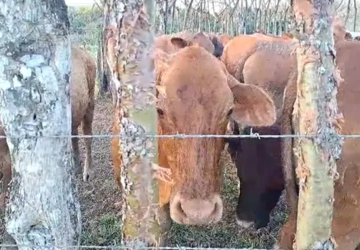 vacas-ganado-rabia.jpg