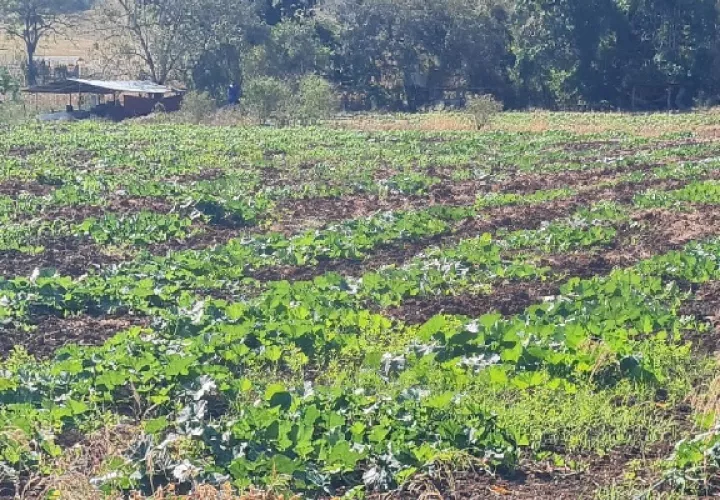 Existen al menos dos plagas que circulan en el país y que afectan el cultivo, para lo cual se preparan con fumigación y ayuda técnica. Foto. Thays Domínguez