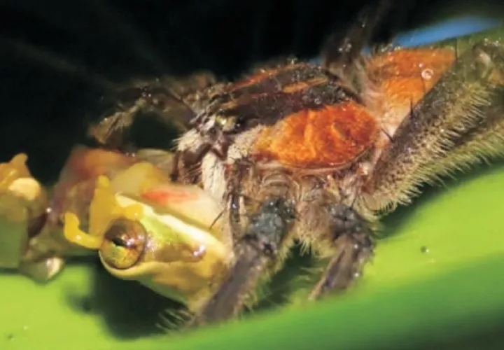 Depredación de una araña sobre una rana captada  por los investigadores en una gira al Parque Nacional Portobelo. Foto: Cortesía