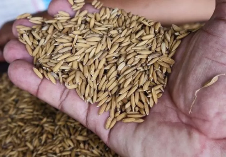 Tecnología impulsan producción y reducen riesgo en producción de arroz en Panamá, afirma FLAR. Foto: Cortesía