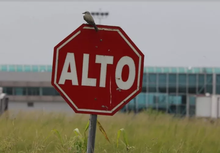 Personal de Control de Fauna del aeropuerto internacional de Tocumen mantiene arduo monitoreo. Foto: Cortesía