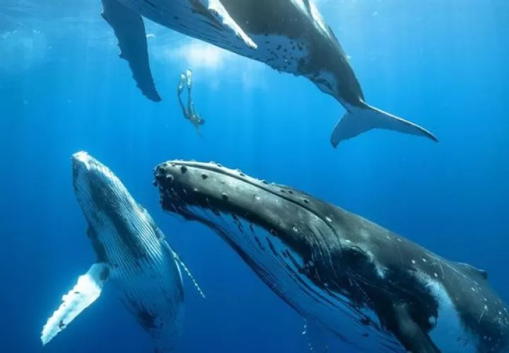 Las  ballenas barbadas usan la laringe para producir sonidos. Foto: EFE