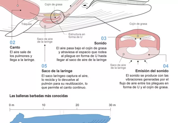 Las  ballenas barbadas usan la laringe para producir sonidos. Foto: EFE
