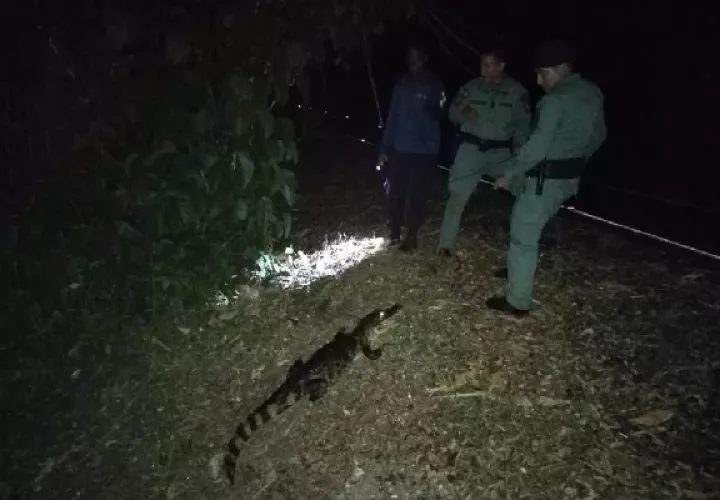 El animal, que recibió atención veterinaria, para posteriormente insertarlo en su hábitat natural. Foto. Proteger y Servir