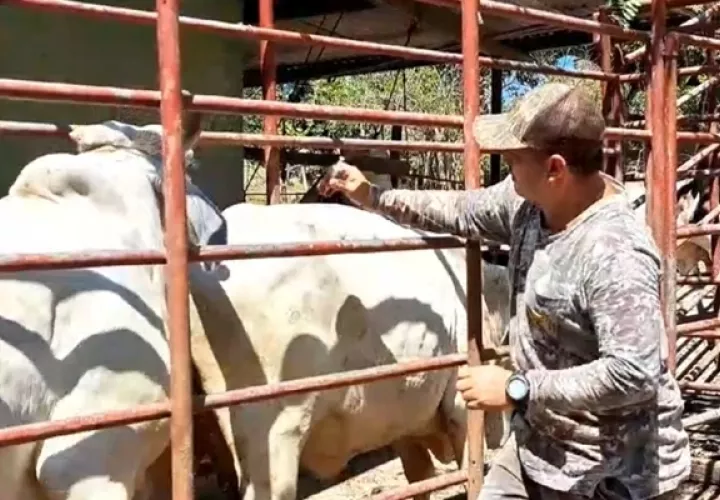 Veraguas está entre los primeros lugares por la presencia de la mosca que afecta con gusanos al ganado.Foto / Melquiades Vásquez.