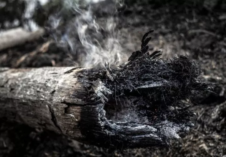 Fotografía de un árbol quemado tras un incendio forestal en Iranduba, región metropolitana de Manaos (Brasil), la mayor ciudad de la Amazonía brasileña. EFE/ Raphael Alves
