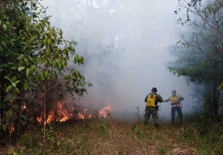 Los incendios forestales pueden resultar en la pérdida irreversible de hábitats naturales. Foto: Archivo
