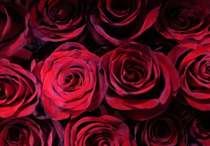 Puedes festejar San Valentín leyendo una romántica historia. Foto: EFE