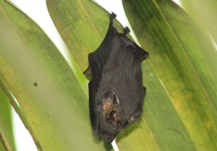 El murciélago de orejas cortas Cyttarops alecto Thomas se distribuye desde Nicaragua hasta Brasil. Foto: Cortesía/ Nelson Guevara