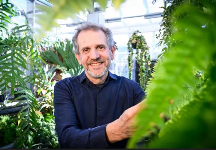 El profesor de biología vegetal James Dalling y sus colegas descubrieron que algunos helechos arborescentes reciclan sus hojas muertas. Foto: Cortesía