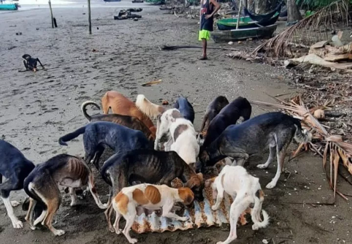 Los perros abandonados se encuentran en desnutrición extrema. Foto: Cortesía 
