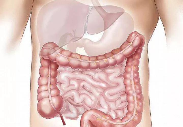 La vesícula forma parte del sistema digestivo.  Pexels