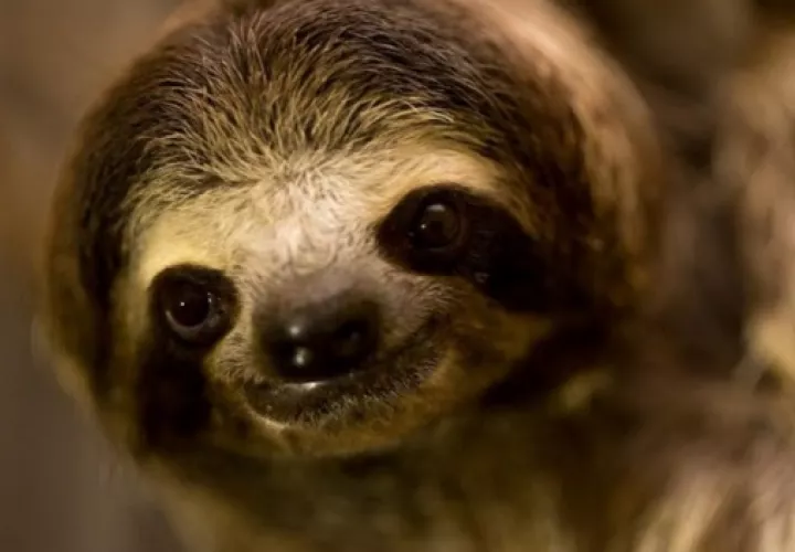 A favor de la fauna. APPC cumplirá este 2024 19 años. Foto: Cortesía