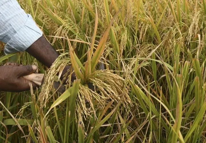 Este año comenzó con protestas por parte de los productores de arroz ante el incumplimiento del Gobierno. Foto ilustrativa