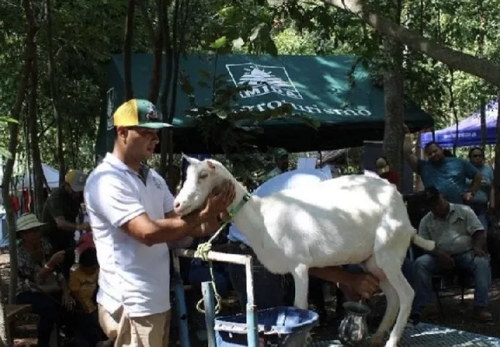 Se llevó a cabo un concurso de ordeño con la participación de ejemplares de cuatro fincas del país, degustación de productos, y charlas didácticas. Foto. Thays Domínguez