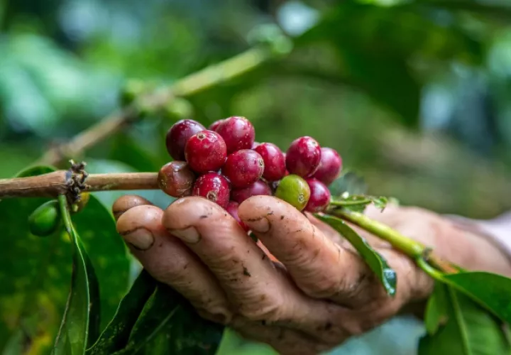 Cultivo de café. Foto: Ilustrativa / Freepik