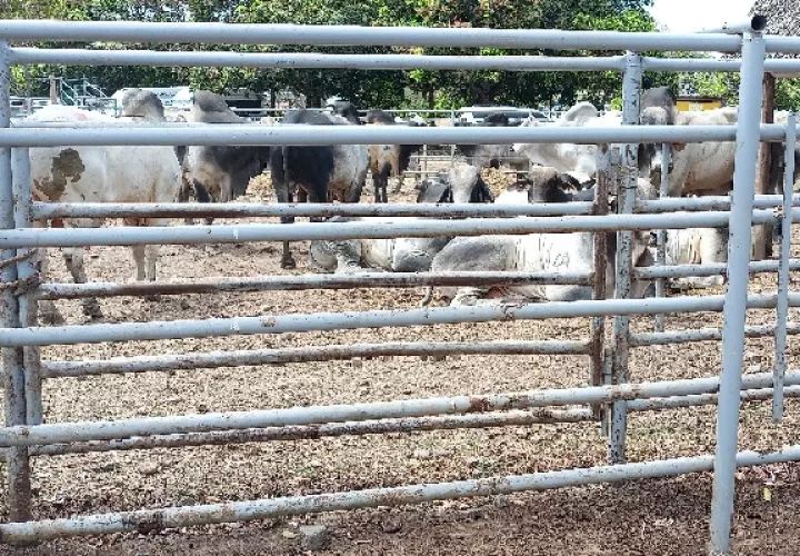 Esta bacteria, causa la muerte de las reses en un corto período de tiempo y que generalmente no presenta síntomas. Foto. Archivo