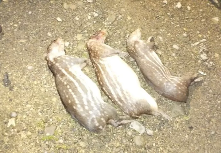  El conejo pintado se encuentra vulnerable de extinción y está incluido en el listado de especies amenazadas. Foto: Cortesía MiAmbiente.