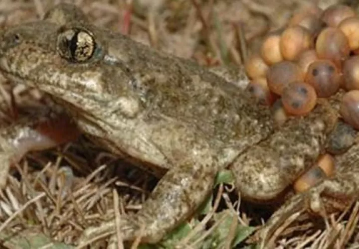 Ejemplar de sapo partero bético macho cargando con la puesta huevos. Foto: EFE
