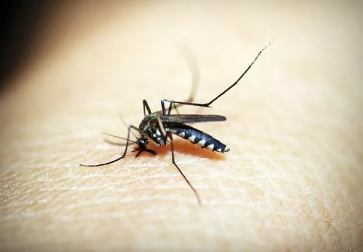 Los casos de dengue se han disparado en los últimos años en Latinoamérica. Foto ilustrativa