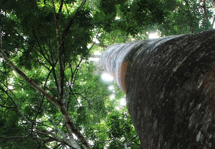 Los países tienen ahora mayor capacidad para vigilar sus bosques e informar sobre ellos. Foto: Cortesía/FAO