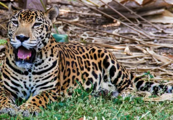 Panamá alberga una rica diversidad contando con seis especies de felinos silvestres. Foto: Cortesía