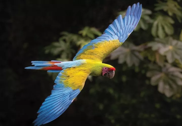 El guacamayo verde  es una de las especies de loros más reconocibles del mundo debido a su belleza e inteligencia. Foto: Cortesía/Enrique Pucci