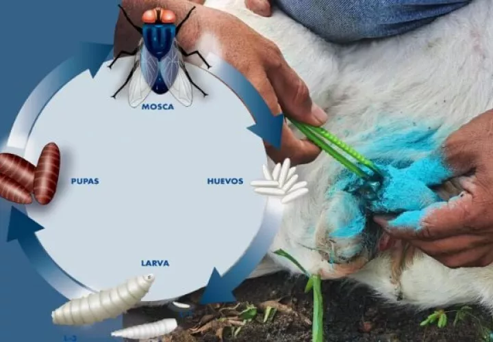 Las moscas hembra son atraídas por las heridas en cuyos bordes ponen sus huevos y se reproducen. Foto: Archivos
