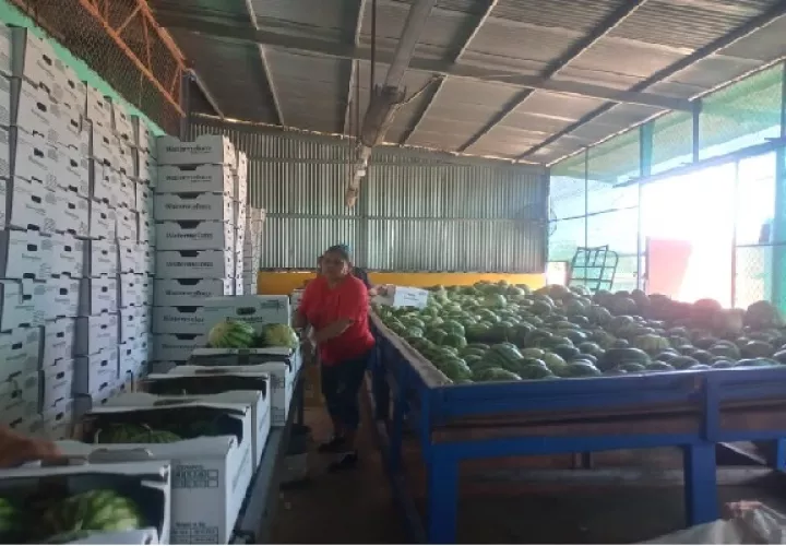 La empresa cuenta con una amplia experiencia en el manejo de cultivos de cucurbitáceas hacia los diferentes mercados internacionales. Foto. Cortesía Mida