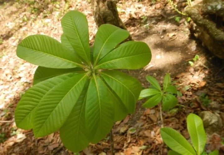 El "Palo Santo" se reproduce de manera asexual, desde las raíces tiende a producir otras plantas.   Foto: Cortesía/Juvenal Batista