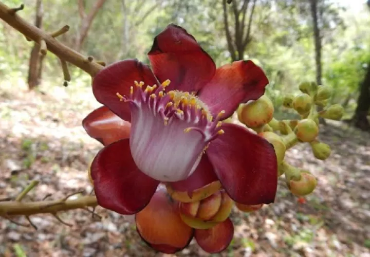 La característica más visual de este árbol es que sus flores púrpura las produce en abundancia en el tronco.   Foto: Cortesía/Juvenal Batista