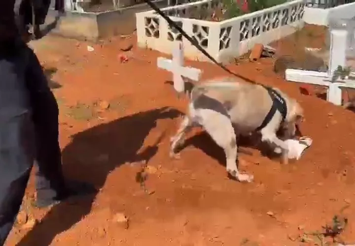 perro-droga-chorrera.jpg