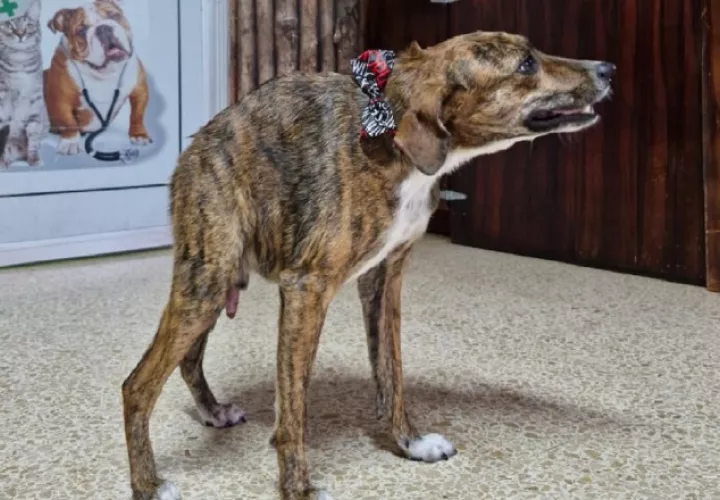 Quasi es un perro cariñoso y juguetón que reside en la clínica 3 Potrillos, en Veraguas. Cortesía