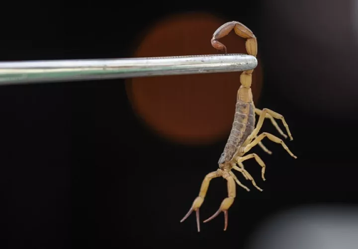 Este mes, una niña falleció en la comarca debido a la picadura de un alacrán. Foto: EFE   