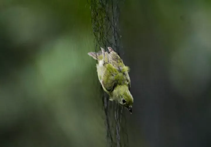 Las redes de niebla, ubicadas en puntos estratégicos, permiten estudiar al animal sin ocasionarle daños. EFE/Bienvenido Velasco