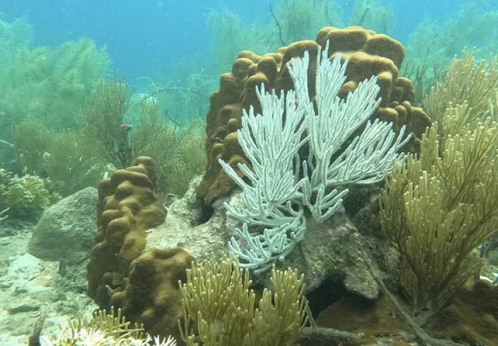 En la costa caribeña de Panamá también se han visto corales blanqueados. Foto: Cortesía/ Smithsonian
