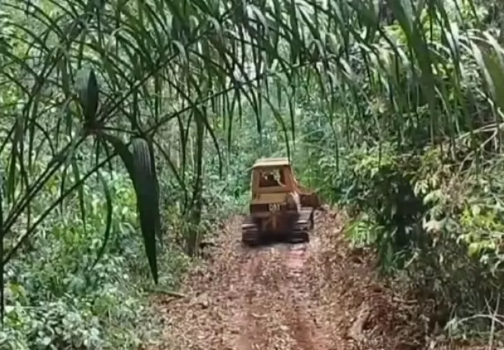 La fragmentación de los bosques pone en peligro a especies vulnerables.