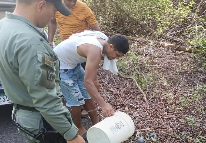 En la entrada del Laboratorio Marino Punta Galeta, se logró evitar que personas ajenas al sector extrajeran cangrejos azules. Foto. Policía Nacional