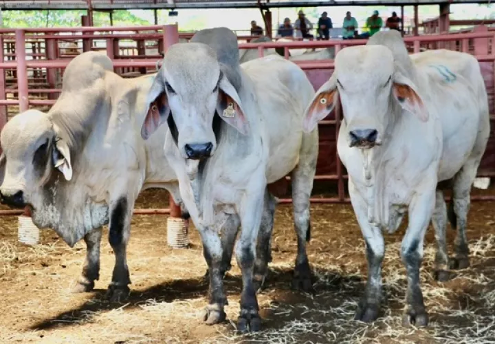 El censo agropecuario se ejecutará del 1 al 30 de agosto de manera híbrida. Foto: Cortesía/MIDA